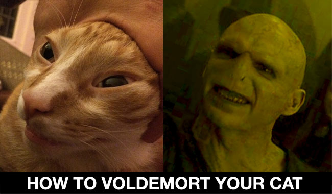 How To Voldemort Your Cat